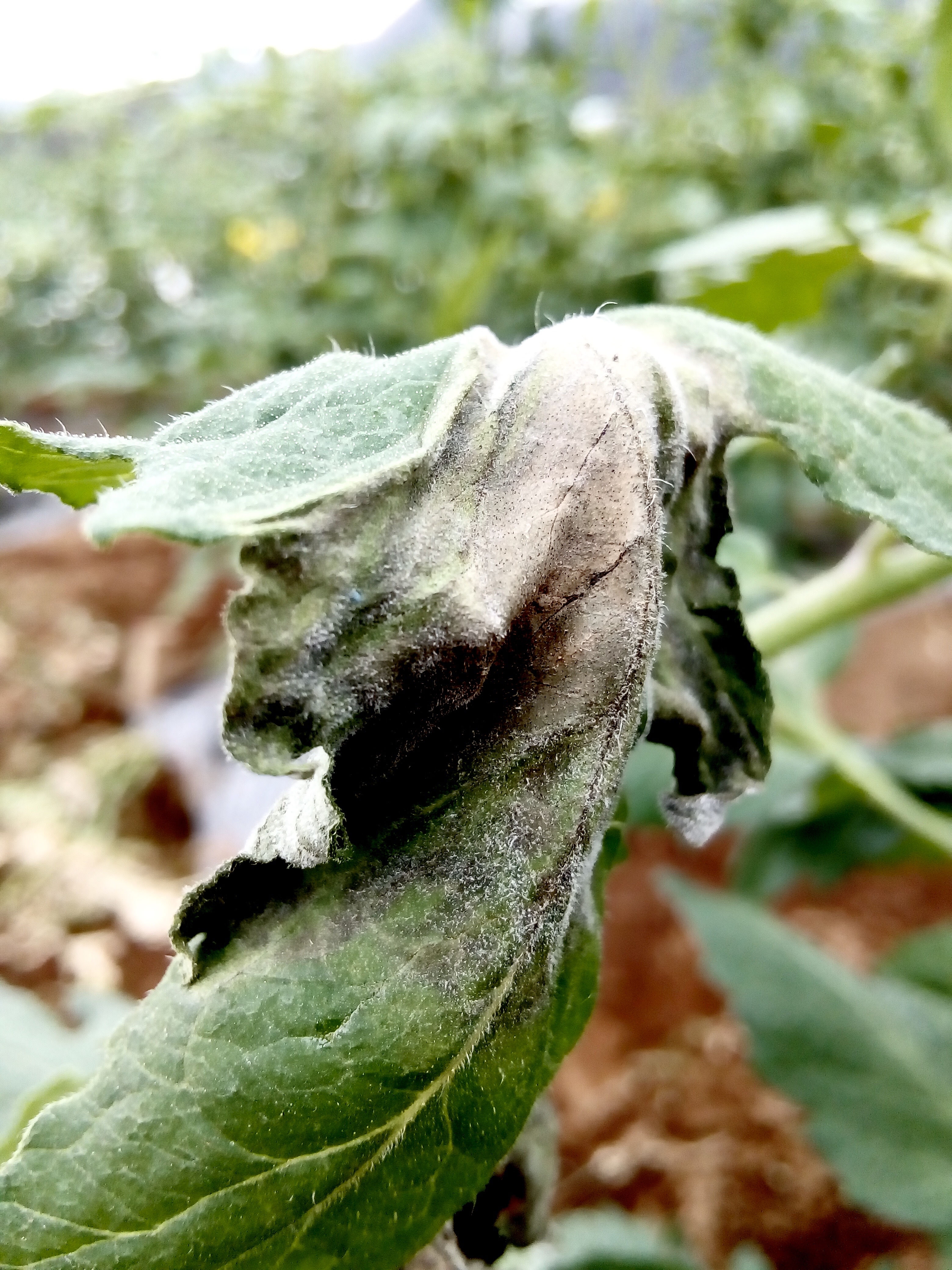 Hongos en cultivo de tomate